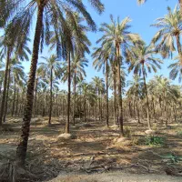 تعداد۸۰اصل نخل|گل و گیاه طبیعی|وحدتیه, |دیوار