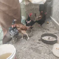 خروس و ماکیان لاری|حیوانات مزرعه|سراوان, |دیوار