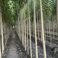 بهترین فرصت خریـد نـهـال صنـوبـر برای سرمایه‌گذاری