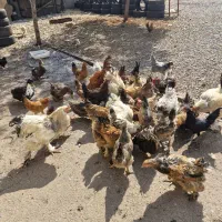 مرغ وخروس