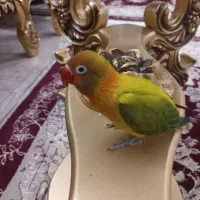 واگذاری کوتوله برزیلی