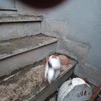 خرگوش های زیبا|موش و خرگوش|صحنه, |دیوار