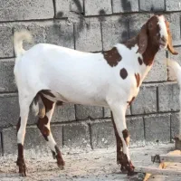 فروش نری نژاددارسه دنگی