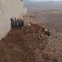 سرابی نر ۱۵ ماهه  مخصوصه گله باغ