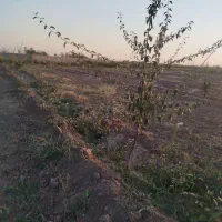 زمین کشاورزی به متراژ 3300 با پروانه چاه ابیاری|فروش دفتر صنعتی، کشاورزی، تجاری|بناب, |دیوار