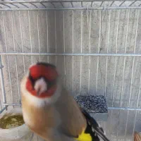 سهره‌نرسرسیاه