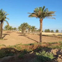 فروش زمین کشاورزی مناسب جهت احداث باغچه و باغ|فروش زمین و ملک کلنگی|سوسنگرد, |دیوار
