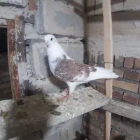 کبوتر پرشی|پرنده|خوی, |دیوار