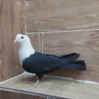 کبوتر کله سفید