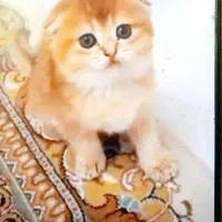 گربه های اصیل ونژاد دار