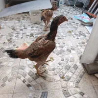 دو عدد مرغ اصیل اوشامو تخم گذار