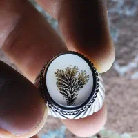 انگشترشجر تک درخت