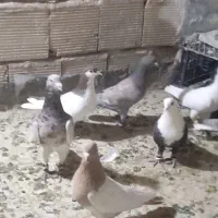 12تاحیون ضربه وزیبا|پرنده|عطاملک, |دیوار