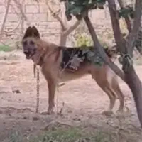 سگ ژرمن کلاسیک|سگ|شاهرود, |دیوار