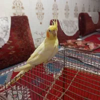 عروس هلندی|پرنده|بندرعباس, |دیوار