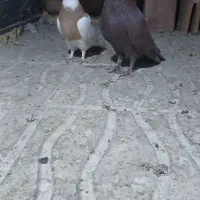 کفتر طوقی زرد گلی|پرنده|کرمان, |دیوار