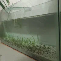 اکواریوم بزرگ|ماهی|نیشابور, گنبد سبز|دیوار