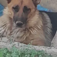 سگ پیدا شده