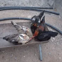 جوجه خروس محلی