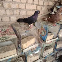 به شرط|پرنده|اصفهان, تیران|دیوار