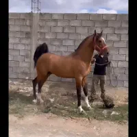 کره مادیان درهشوری خالص
