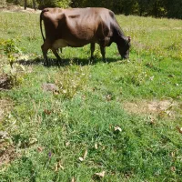 گاو شیری بدونه گوساله