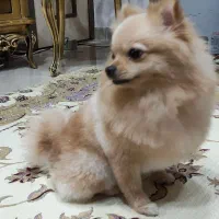 واگذاری سگ پامرین|سگ|مشهد, هنرستان|دیوار