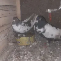 نرماده خوشگل بشرط تخم جوجه