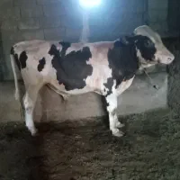 فروش گوساله نر