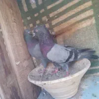 کفتر نقش|پرنده|زارچ, |دیوار