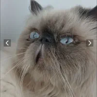 پرشین هیمالین