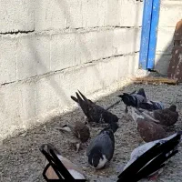 کله سفید کربلایی ساده آلمانی شامی پولک تهرانی ملقی|پرنده|بیرجند, |دیوار