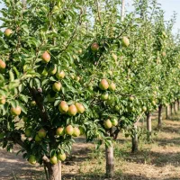 نهال گلابی اسپادانا شیرین و پربازده