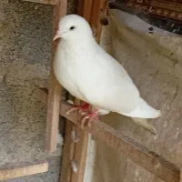 کبوتر|پرنده|رشت, احمد گوراب|دیوار