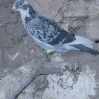 ابلغ.دیوانه.صیدشب