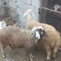 دوتا توقلی نرجنس