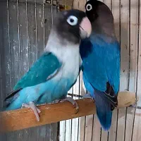 طوطی برزیلی‌های مولد و نر و ماده موقعیت هشتگرد|پرنده|تهران, وردآورد|دیوار