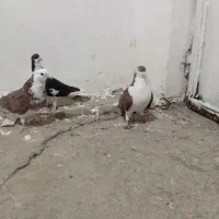 نر و ماده اصفهانی|پرنده|بروجرد, |دیوار