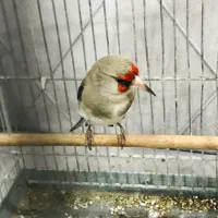 سهره بخون دهن دار|پرنده|پاکدشت, پاکدشت (مامازند)|دیوار