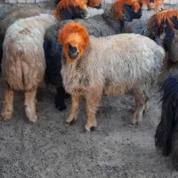 فروش میش بختیاری.( بز میش بره بزغاله)