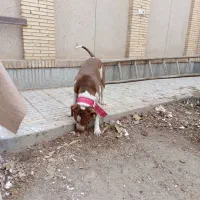 واگذا ی سگ پیت بول|سگ|اصفهان, بهارستان|دیوار