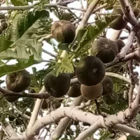 انجیر بر