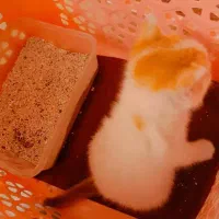 گربه کوچک|گربه|تهران, آرژانتین|دیوار