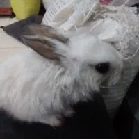 خرگوش