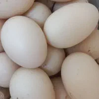 تخم اردک اسرائیلی نطفه دار