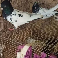 کبوتر رنگی