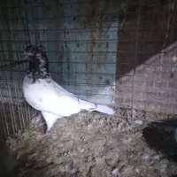 حیوانات پرنده|پرنده|قشم, |دیوار