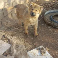 توله سگ سرابی ذات قدیم