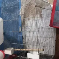 قفس عروس هلندی  طوطی و....