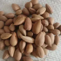 فروش و خرید بادام کوهی  یاالوک و آخرک